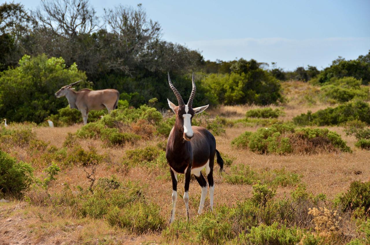 De Hoop Collection Suites De Hoop Nature Reserve Esterno foto