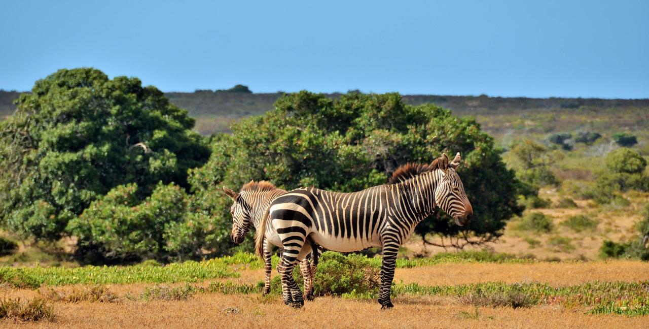De Hoop Collection Suites De Hoop Nature Reserve Esterno foto