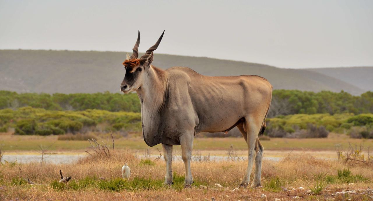 De Hoop Collection Suites De Hoop Nature Reserve Esterno foto